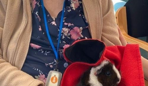 resident helen cuddles a guinea pig during a session at norwich based care home corton house