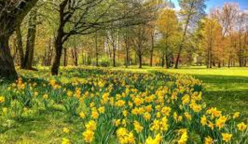 daffodils